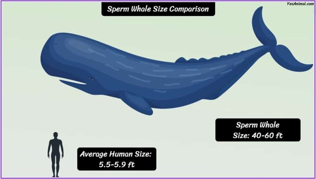 Sperm Whale Size compared to human