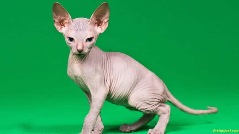 Sphynx Kitten