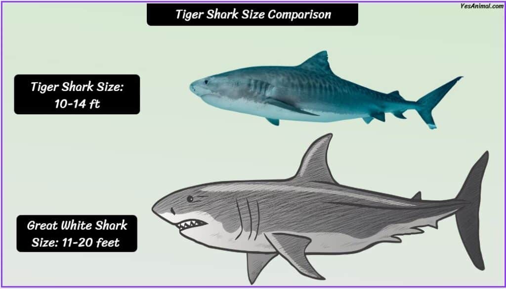 Tiger Shark Size compared with great white shark