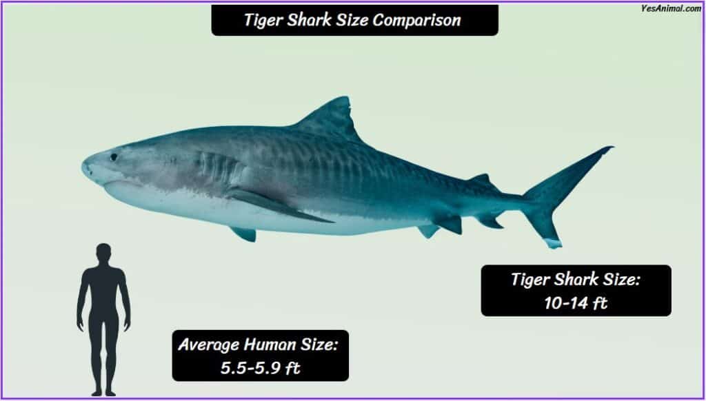 Tiger Shark Size compared with human