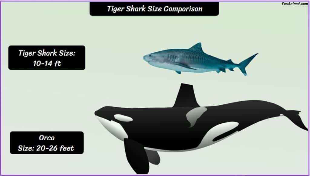 Tiger Shark Size compared with orca