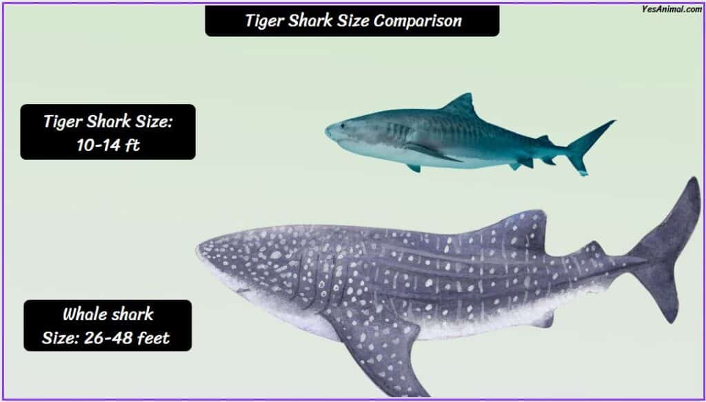 Tiger Shark Size compared with whale shark