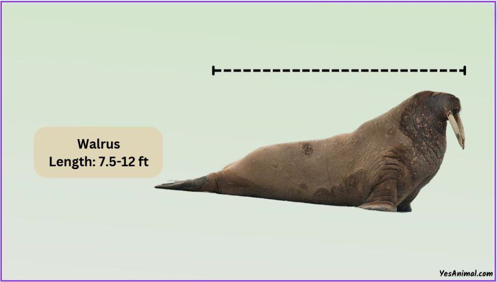 Walrus Size