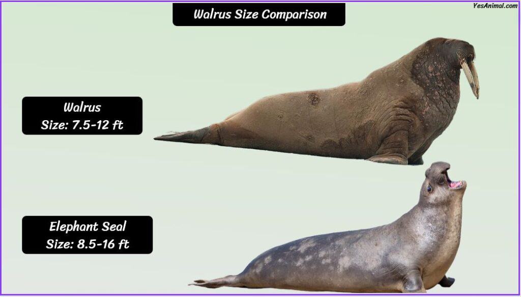 Walrus Size compared with elephant seal