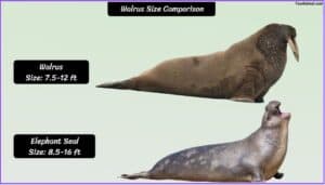 Leopard Seal Size Explained & Compared With Others