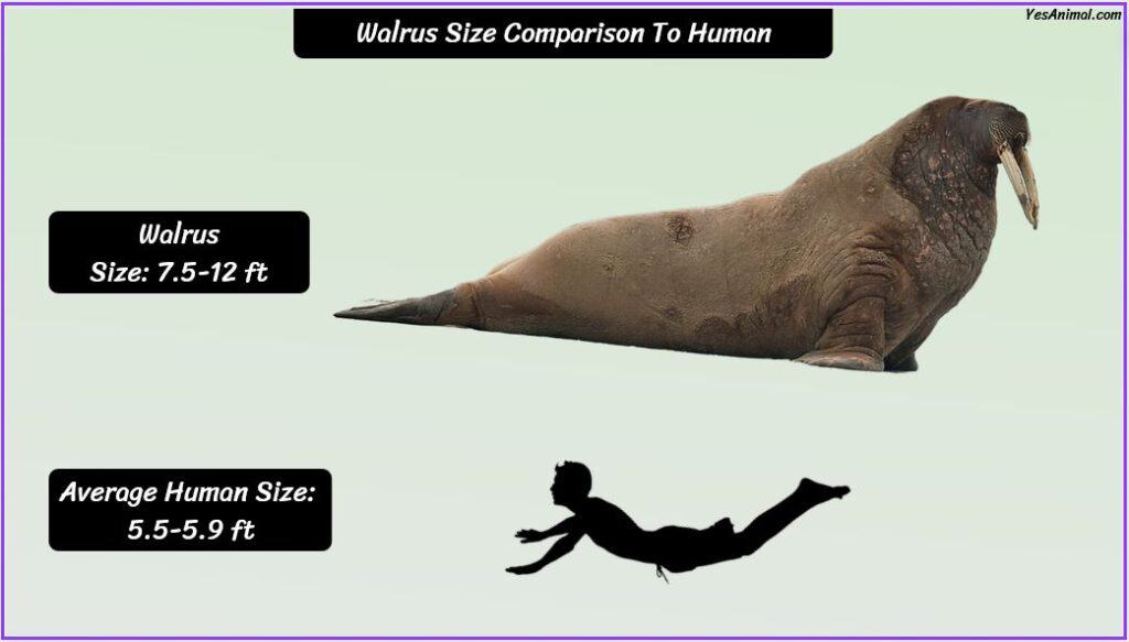 Walrus Size compared with human 