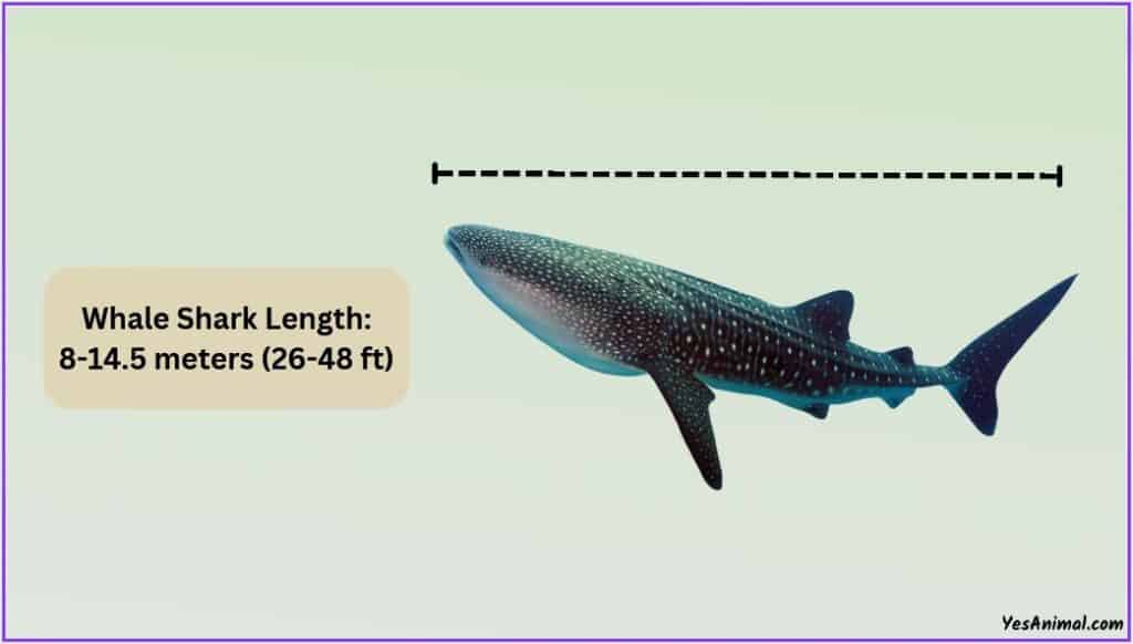 Whale Shark Size