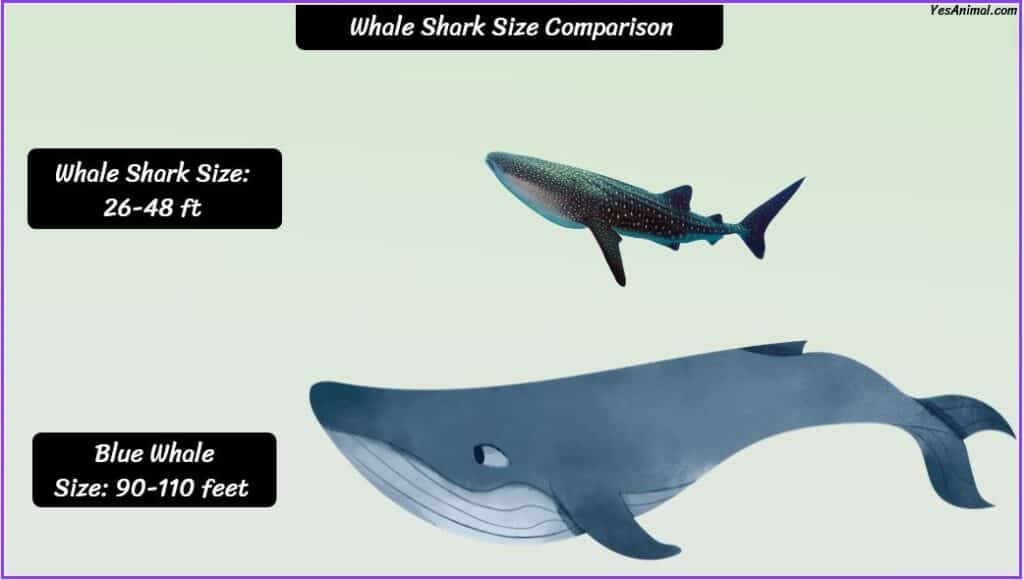 Whale Shark Size compared with blue whale