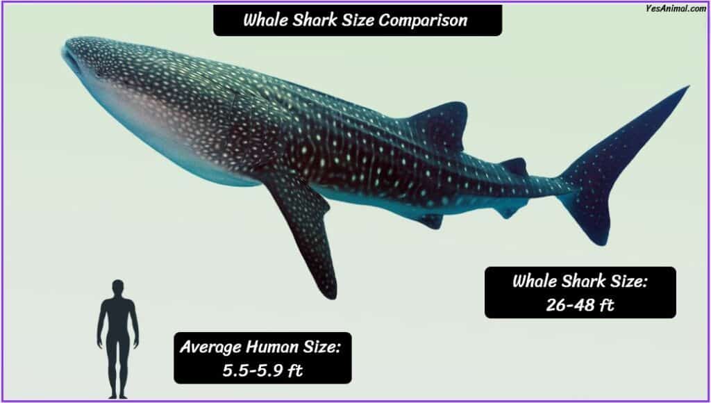 Whale Shark Size compared with human