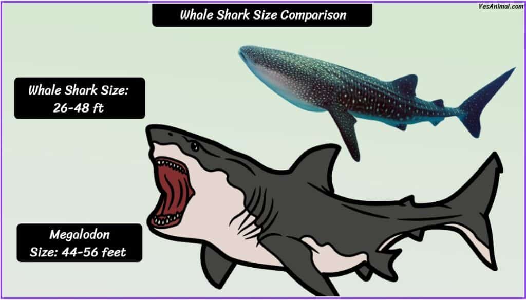Whale Shark Size compared with megalodon