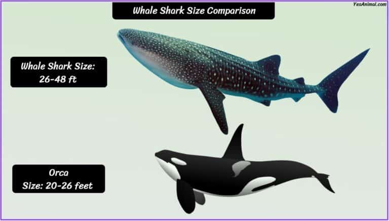 Whale Shark Size How Big Are They Compared To Others