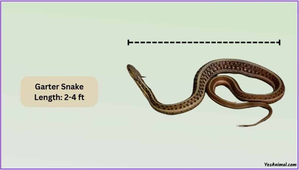 Garter Snake Size