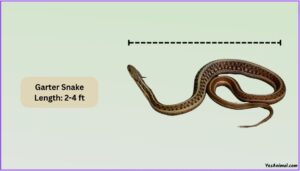 garter-snake-size