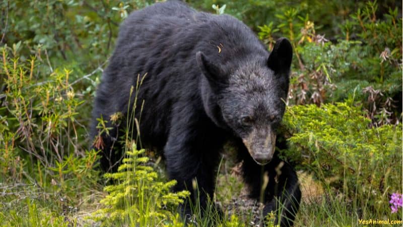 Are There Bears In Colorado?