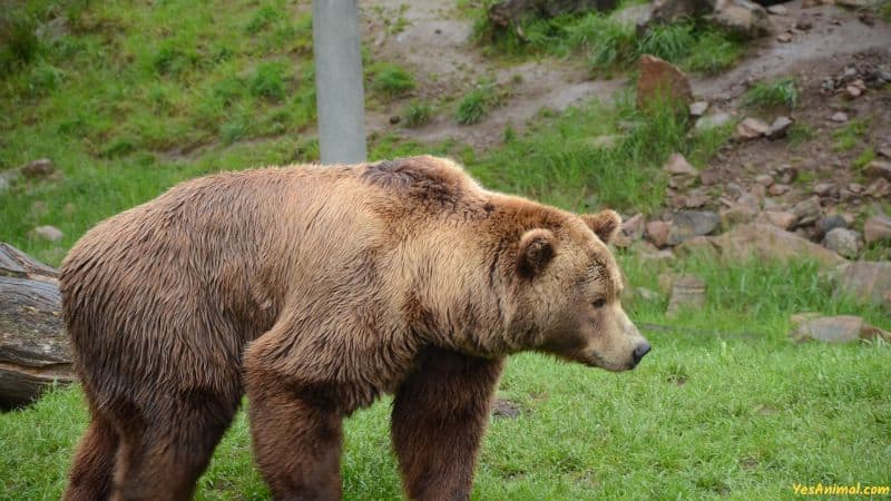 Are There Grizzly Bears In Mexico?