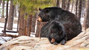 Are There Bears In California? Everything You Need To Know