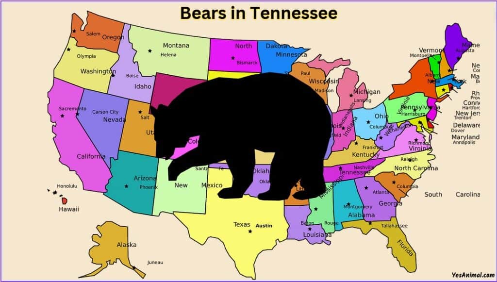 Bears In Tennessee