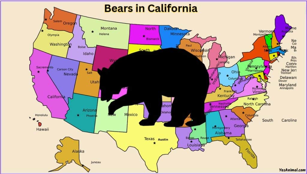 Are There Bears In California?