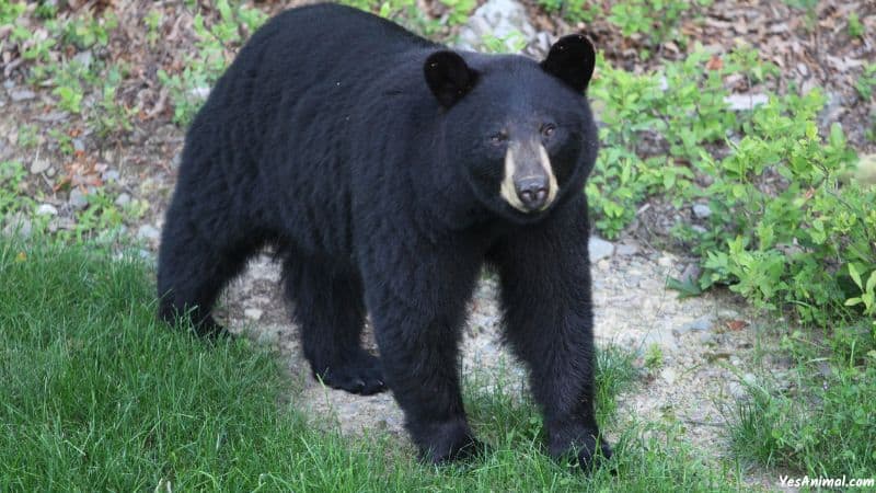 Are There Bears In Connecticut?