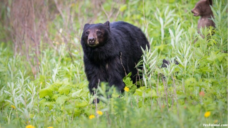 Are There Black Bears In Louisiana?