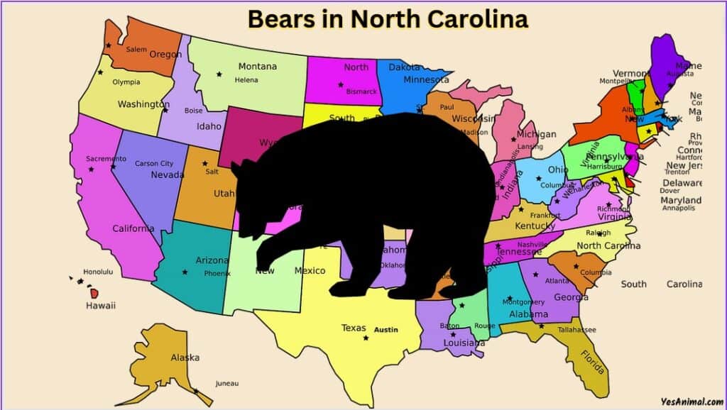 Are There Bears In North Carolina?