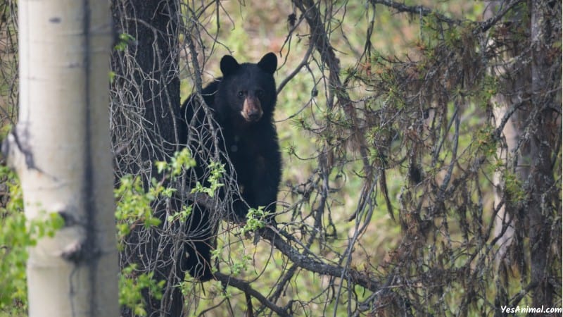 Are There Bears In Yosemite?