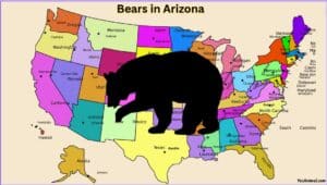 Are There Bears In Arizona? Everything You Need to Know