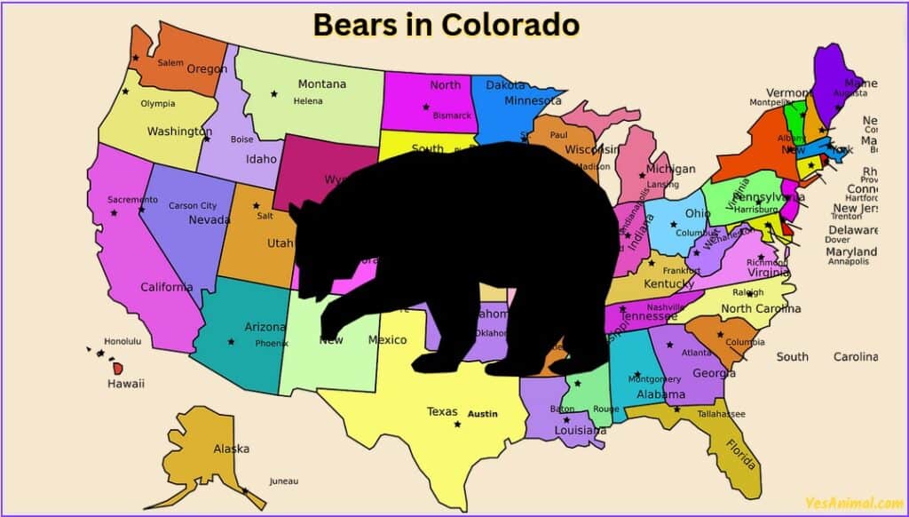 Bears in colorado