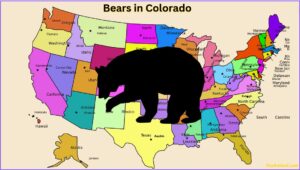 Are There Bears In Colorado? Everything You Need to Know