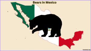 Are There Grizzly Bears In Mexico? Everything You Need To Know