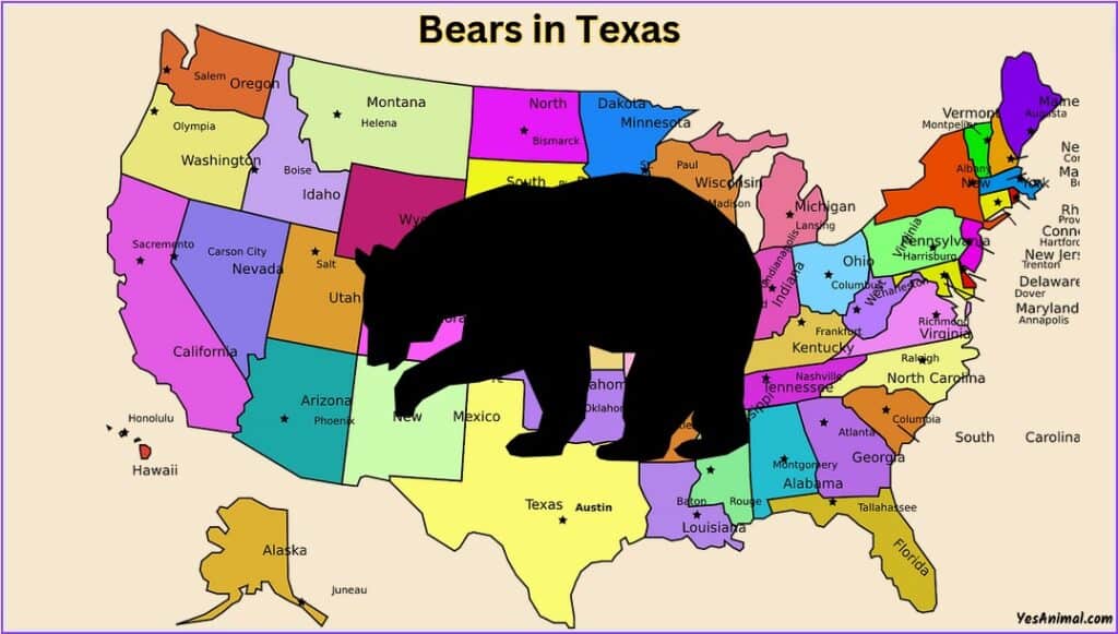 Are There Bears In Texas?