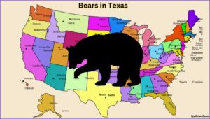 Are There Bears In Texas? Everything You Need To Know