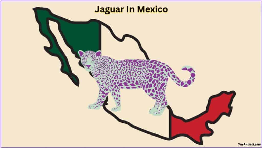 Jaguar In Mexico