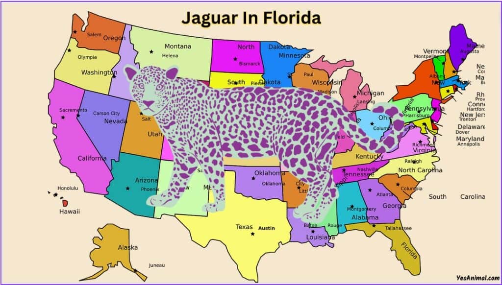 Jaguar In Florida