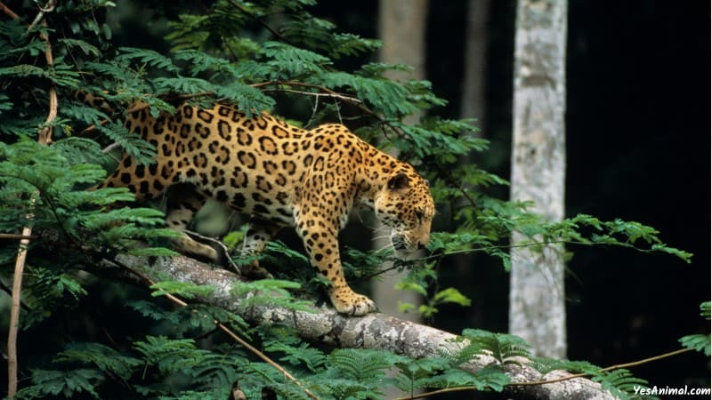 Jaguar In North America