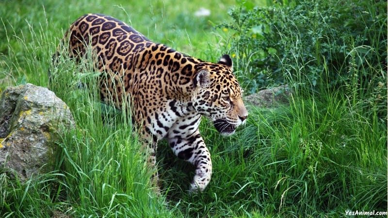 Jaguar in Rain forest