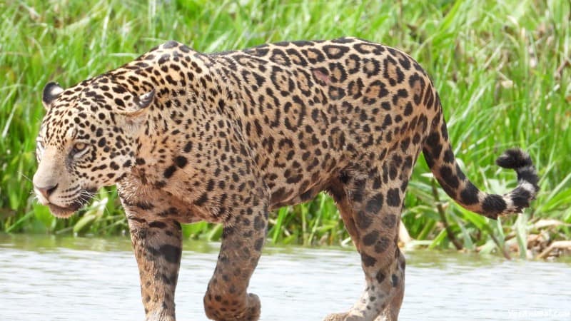 Jaguar In Texas