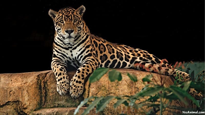 Jaguar In Arizona