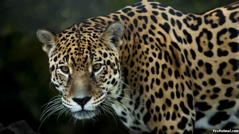 Jaguar In Mexico