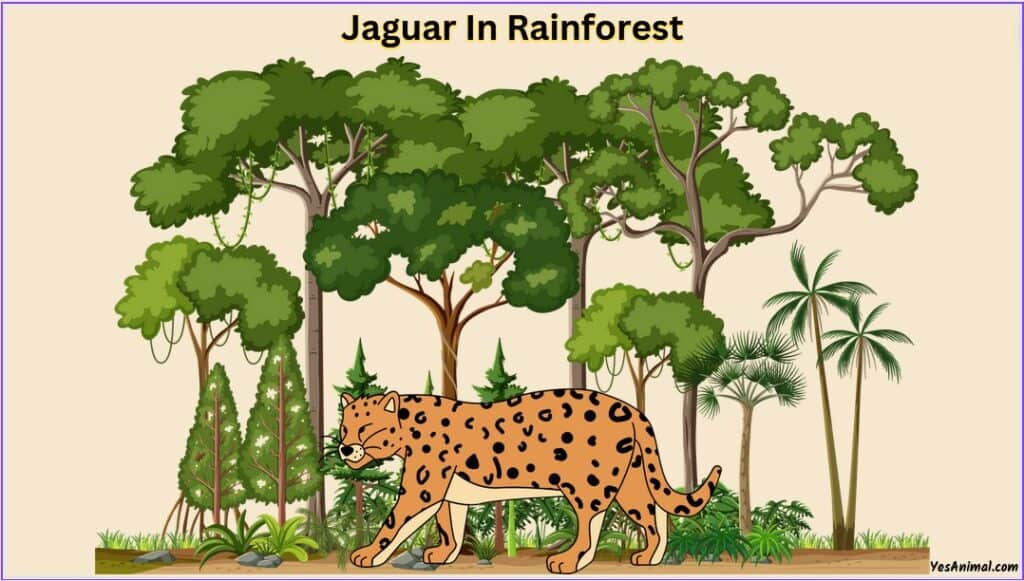 Jaguar In The Rainforest