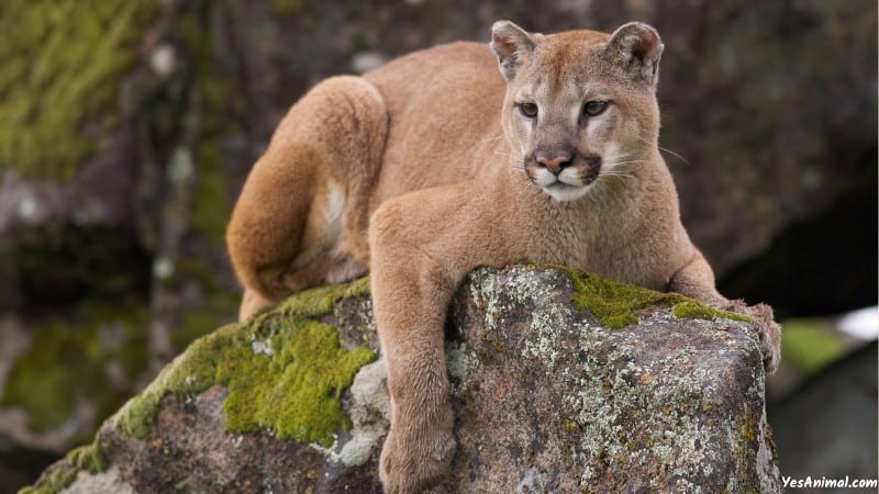 Mountain Lion In Georgia