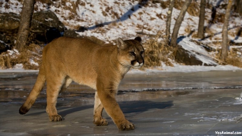 Mountain Lion In Iowa