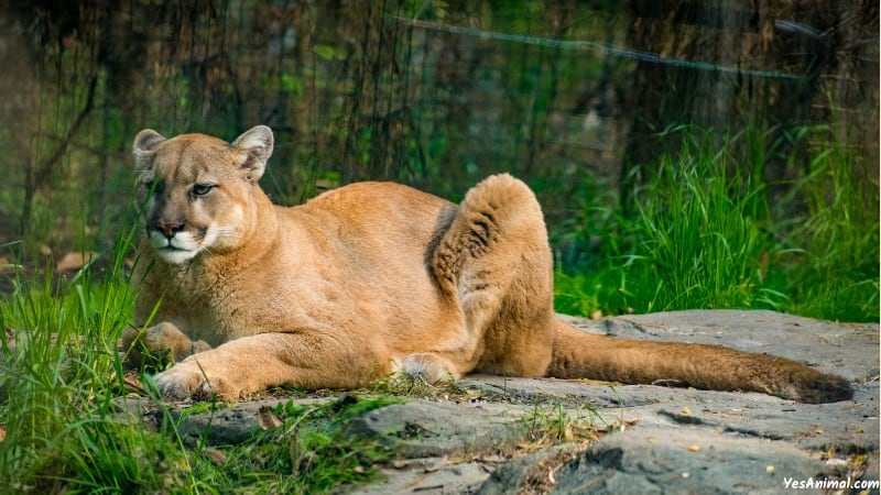 Mountain Lion In Kentucky: Are They Still There?