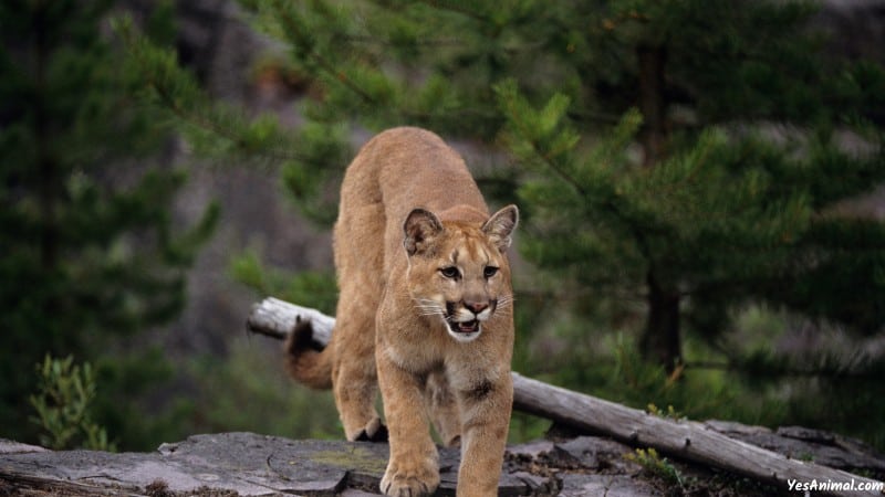 Mountain Lion In New Jersey