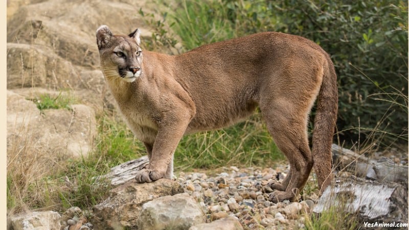 Mountain Lion In New York