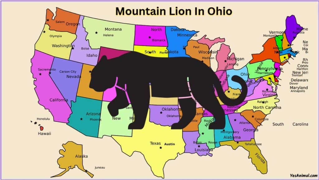 Mountain Lion In Ohio
