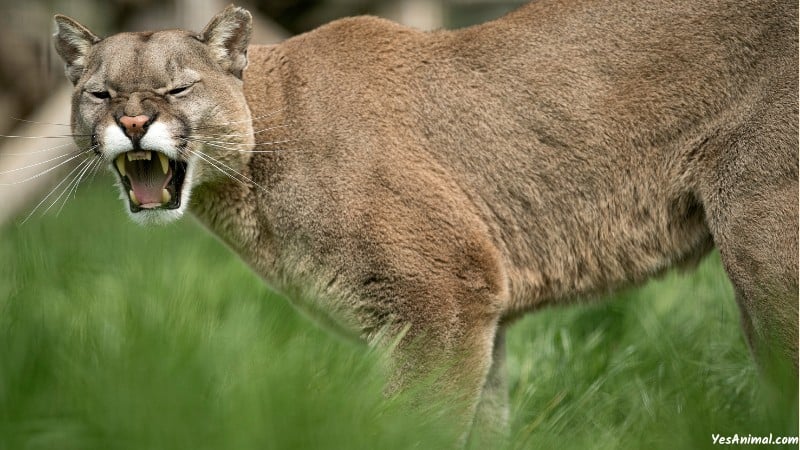 Mountain Lion In Oklahoma