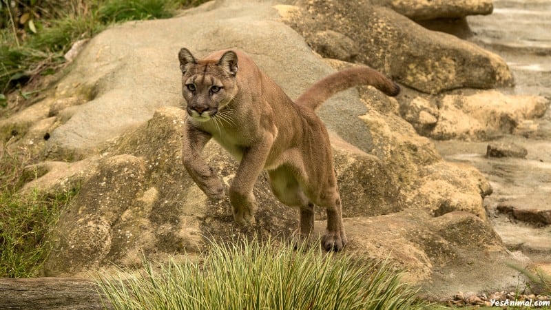 Mountain Lion In Tennessee