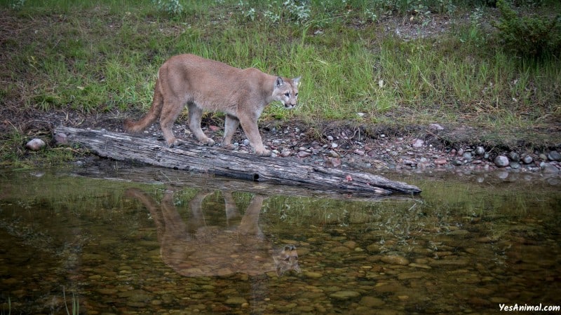 Mountain Lion In Texas: Do Cougars Live In Texas?