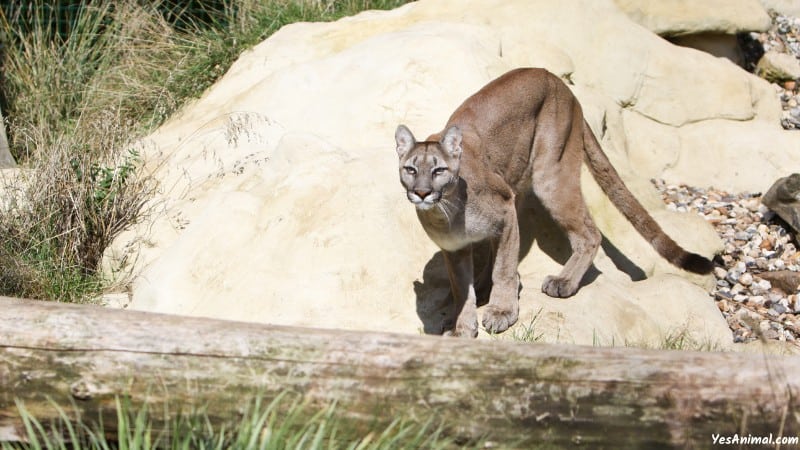 Mountain Lion In Utah